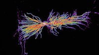 Una interneurona en el hipocampo coloreada con computador.